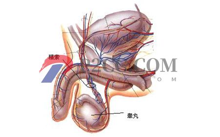 哪些睪丸問(wèn)題能引起男性不育？